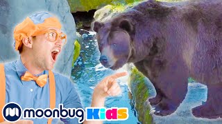 BLIPPI at the Zoo  Feeding the Animals  Learn  ABC 123 Moonbug Kids  Educational Videos [upl. by Mayman]