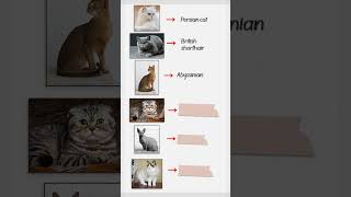 Can you name these Cat breeds [upl. by Ytsrik]