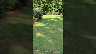 Seed Renovation Update  Seeded Zenith Zoysia  41 Day Update [upl. by Uno]