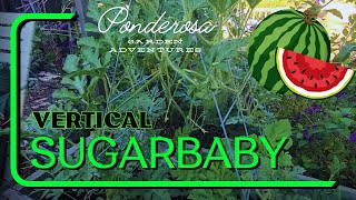 Paradiso Vertical Watermelon Planting [upl. by Krystyna]