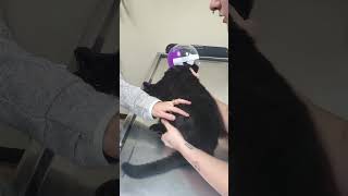 Mr John Steed getting care part 1 adoptme animalrescue [upl. by Jeth]