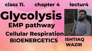 Glycolysis ll Cellular Respiration ll EMP ll BioEnergetics [upl. by Berardo]