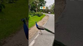 🦚 crossing road 🦚😍 peacock peacocklove peacocks forestsounds forests peacockdance birds [upl. by Ayekin]