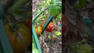 Tantalising Tomatoes [upl. by Ened]