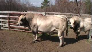 PIEDMONTESE BULLS 2 TONS OF BEEF [upl. by Geraud60]