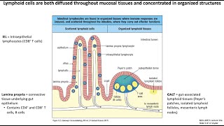 Lecture 10a Mucosal Immunology [upl. by Soigroeg]