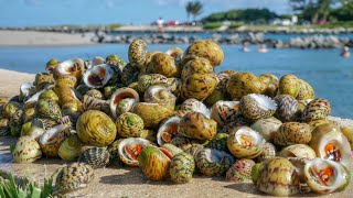 Sea Snail Catch Clean Cook Coastal Foraging Florida [upl. by Aknaib]