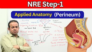 NRE Step 1 Applied Anatomy Perineum  NRE Exam [upl. by Nirol442]