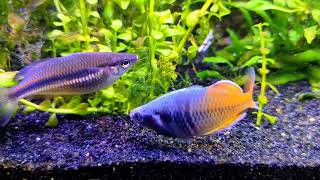 Bosemani and Goyder River Rainbowfish [upl. by Hannaoj]