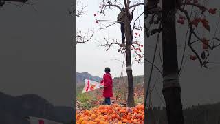 Persimmons picking process [upl. by Sutit]