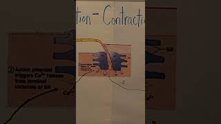 Excitation  contraction Coupling [upl. by Nahtad]