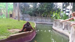 Man Tosses Treat At An Orangutan What Happens Next Has Everyone In Disbelief Funny amp Serious [upl. by Riamu542]