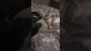 Cat Smells Stinky Dog Breath 🤢 funny cat dog humor [upl. by Llesram]