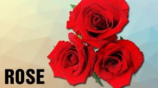 How To Pronounce Rose  Pronunciation In HINDI  Flowers  HD  Lehren Kids [upl. by Meletius324]