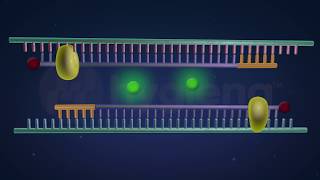 How RealTime and EndPoint PCR Works in the BAX® System [upl. by Gene479]