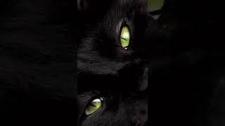 Beautiful eyes😍👀cats videoscats meowingcats ytshorts [upl. by Harelda595]