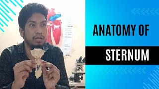 Anatomy of sternum Manubrium body and xiphoid process Bangla Lecture [upl. by Gone300]