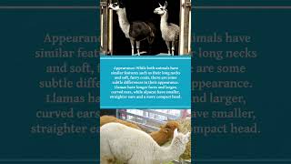 Whats the Difference Llama vs Alpacas llamas alpaca shorts [upl. by Marylin]