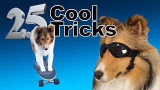 25 Cool Tricks for Any Dog 🐶🥰 Cricket quotThe Sheltiequot Chronicles Compilation e067 [upl. by Elleuqar]