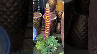 Lupine plant 🪴 short purple gardening [upl. by Deeas623]