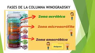 COLUMNA DE WINOGRADSKY [upl. by Ramirol706]