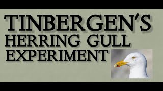 TINBERGENS HERRING GULL EXPERIMENT  Yash Swami [upl. by Zerk]