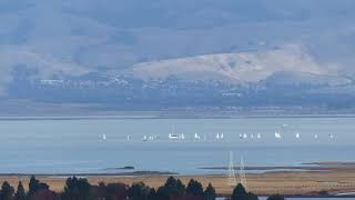 Spinnaker Sailing Class  December 2 2023  San Francisco Bay [upl. by Yaya]