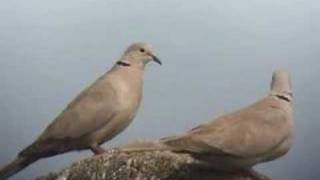 Eurasian Collared Dove  Hong Kong [upl. by Sparrow]