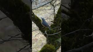 Eurasian Nuthatch nuthatch bird ytshorts shorts [upl. by Nnylodnewg]