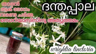 Medicinal Plant ☘️dhandapala😊Cure your problemswrightia tinctorial [upl. by Salangi]