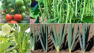 Multi Crops Farming  4 Companion Plants For Tomatoes Bush Beans Okra Tomatoes And Onions [upl. by Cini]