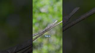 Ugly tree branch snake  Malagasy leafnosed snake [upl. by Apurk]