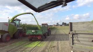 Kiszonka z kukurydzy  Mais Silage  Corn Silage 2013 HD [upl. by Mastat]