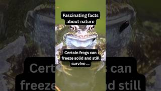 This Frog Survives Even After Being Frozen X Nature fact nature frog [upl. by Larrad]