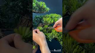 整理maintenancepruning for podocarpus Podocarpus 晶鑽羅漢松 [upl. by Beedon429]