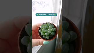 haworthia cooperi rosliny plant plantcare urbangardening rośliny urbanjungle garden greenfeed [upl. by Isma926]