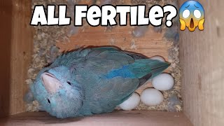 Superfast Breeding Of Pacific Parrotlets  All About Pets Hindi [upl. by Chud]