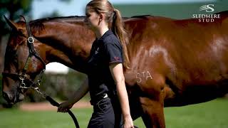 2020 Inglis Easter  Lot 268  More Than Ready x Vavasour  Colt [upl. by Ateerys]