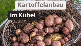 Kartoffeln im Kübel anbauen 🥔 meine mega Ernte 🙌🏻 du benötigst nur wenig Platz 🙌🏻 [upl. by Mohammad]