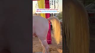 STALLION BADAL FROM PUNJAB nukhra royalmarwarihorses horse [upl. by Trilley]