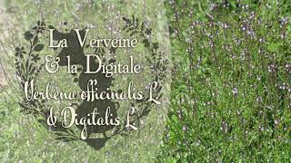 🌿PODCAST 6  Lyra Ceoltoir  La Verveine officinale et la Digitale pourpre [upl. by Etsirk]