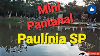 Mini Pantanal em Paulínia SP [upl. by Ylime]