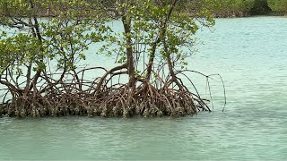 New nonprofit makes push to restore mangroves in northern Palm Beach County [upl. by Rockafellow]