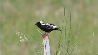 Bobolinks and more [upl. by Lusa]