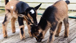 Bottle Feeding Day Old Baby Goats  Calming Farm Noises [upl. by Ibmab]