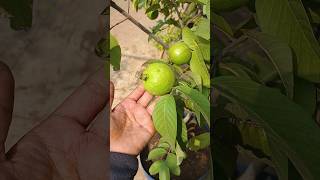 🤯😱How😲 to Grow Amrud Guava at Home  StepbyStep Guide for Beginners organicgardening shortsfeed [upl. by Amehr]