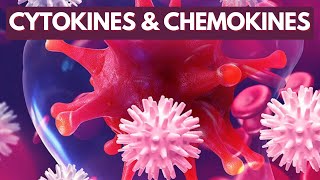 Immunology Lecture 8  Cytokines and Chemokines [upl. by Brandais]