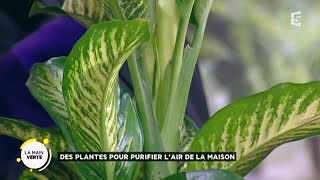 Des plantes pour purifier l’air de la maison [upl. by Sapphira]