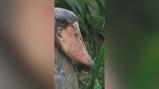 The Shoebill Stork Natures Most Astonishing Bird shorts [upl. by Ellesig]