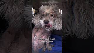 Deadliest pet disease sarcoptic mange [upl. by Aniret402]